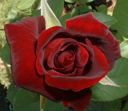 cette fleur pour toi ma belle  maria